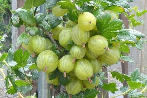 gooseberry invict