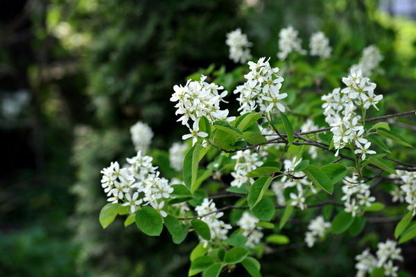 Irga alder-leaved