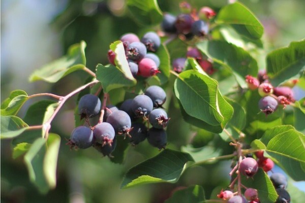 Irga alder-leaved