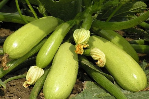 variété de courgettes iskander