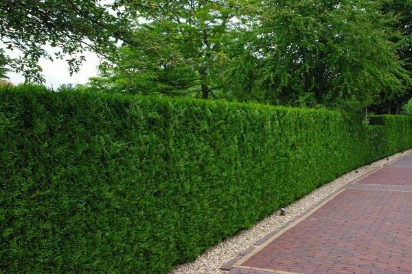 thuja hedge