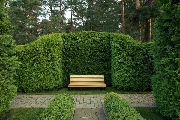 thuja hedge