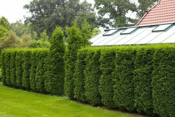 thuja hedge