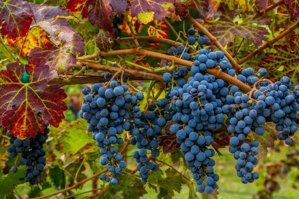 Mga ubas ng Cabernet Sauvignon