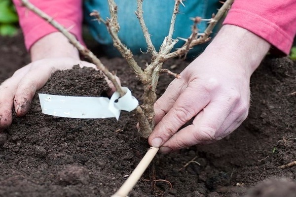 Stachelbeere Transplantation