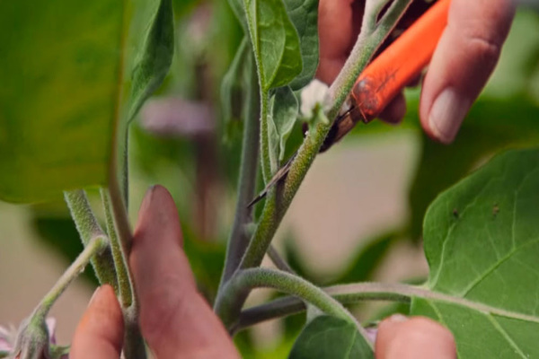 How to shape eggplants