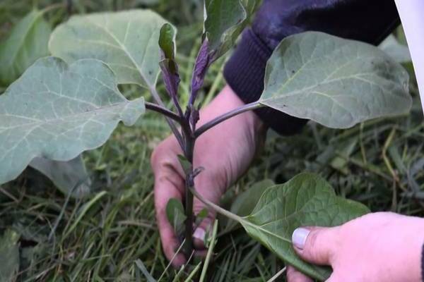 How to shape eggplants