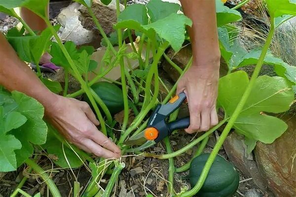 How to shape a pumpkin