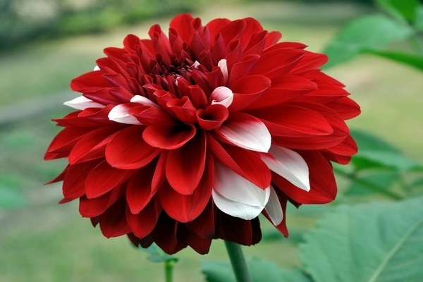 how to pinch dahlias