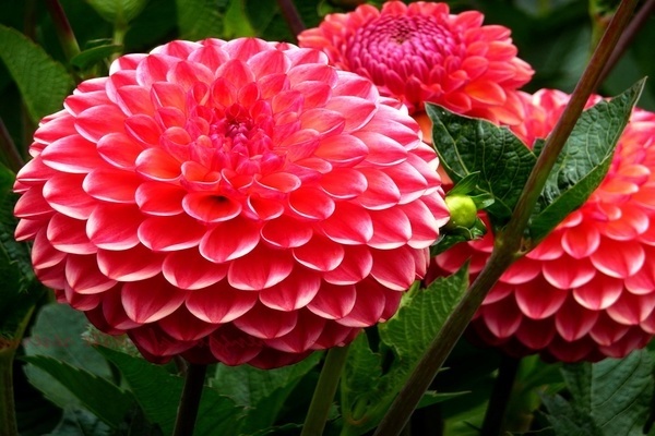 how to pinch dahlias