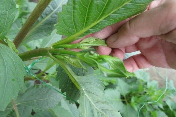 how to pinch dahlias