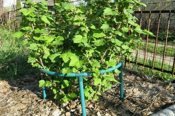 how to tie a gooseberry photo