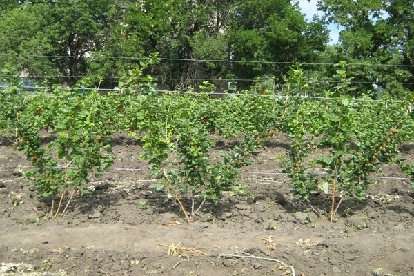 how to tie gooseberry bushes