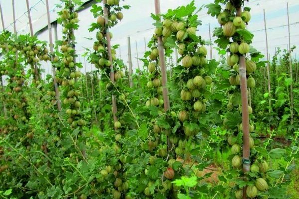 how to tie a gooseberry correctly