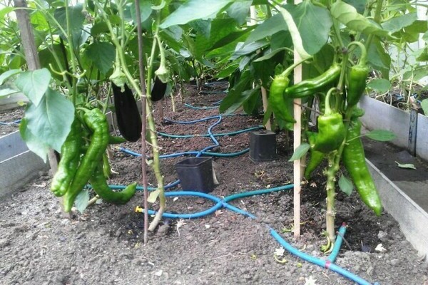 Paano mag-water peppers sa isang greenhouse