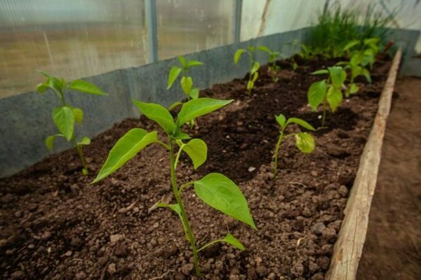 How to water pepper in a greenhouse correctly