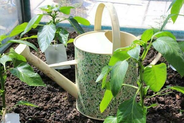 How to water pepper in a greenhouse correctly