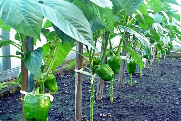 kung paano itanim nang tama ang mga peppers sa isang greenhouse