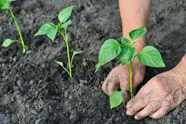 how to properly plant peppers in the ground