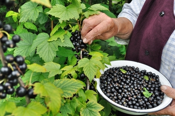 wie man schnell Johannisbeeren sammelt