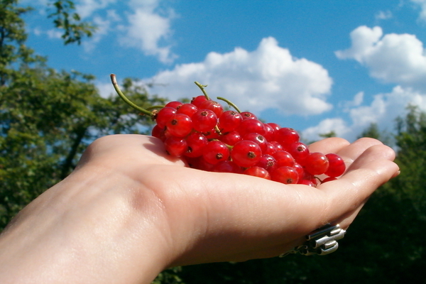 Johannisbeeren richtig pflücken