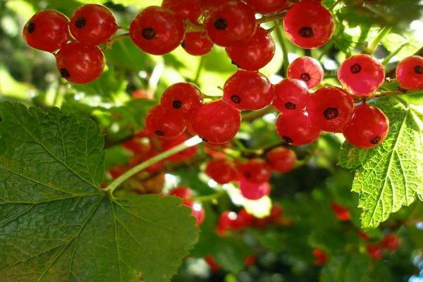 kung paano mangolekta ng isang currant bush