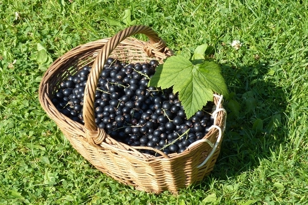 anong mga currant upang mangolekta