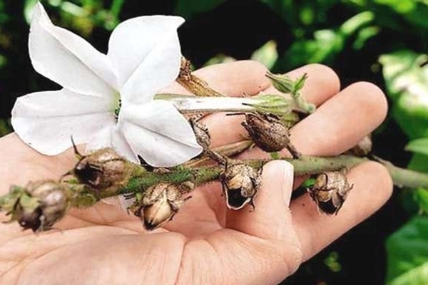 how to collect petunia seeds