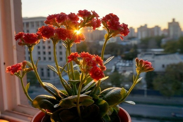 kalanchoe