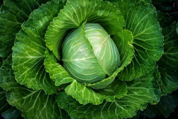 Cabbage