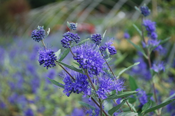 karyopteris