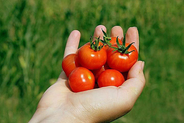 dwarf vegetables