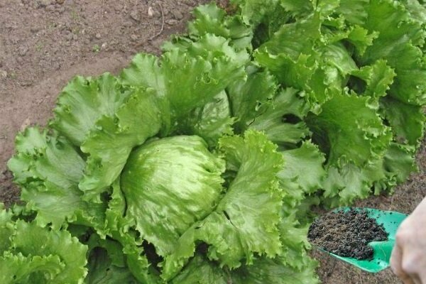 dwarf vegetables