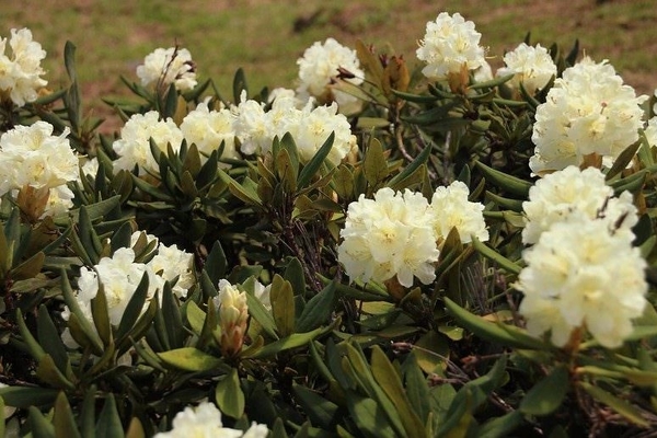 Caucasian rhododendron