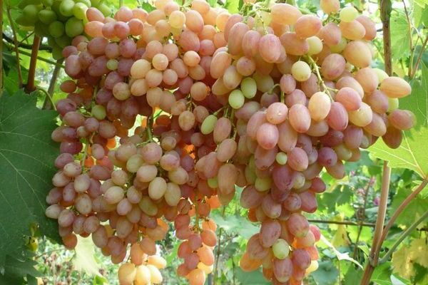 raisin grapes photo