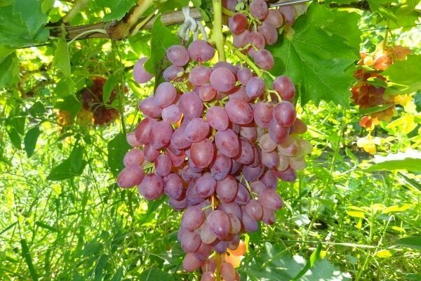 grape variety radiant raisins