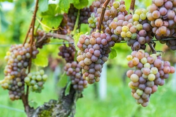 raisin grapes photo