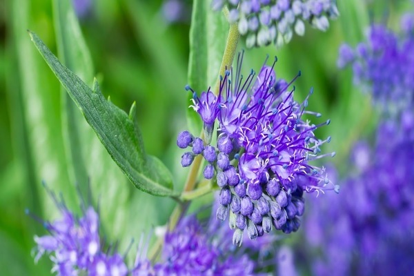 Karyopteris klandonensky