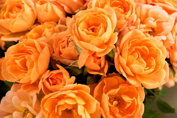 Orange roses