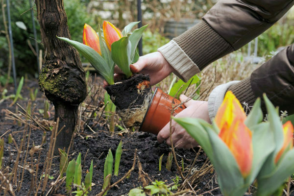 Wann Tulpen umpflanzen