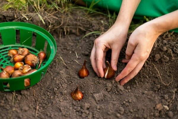 When to replant tulips