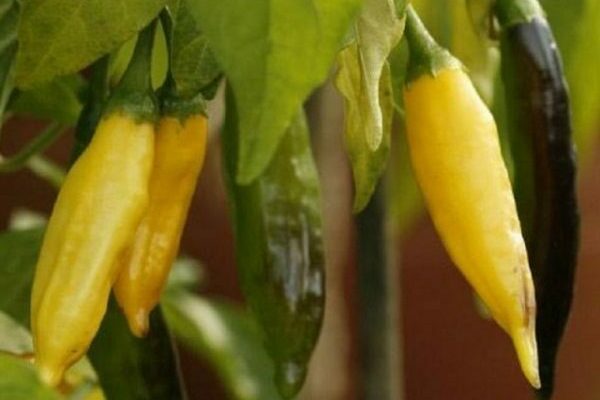 hot indoor pepper