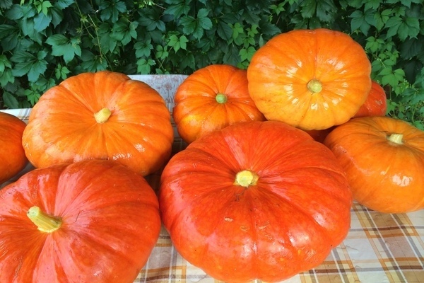 Growing pumpkin outdoors