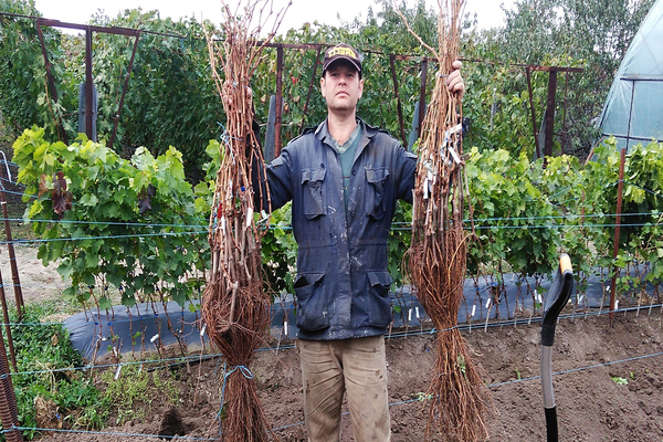 grape root system depth