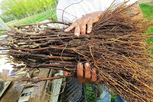 what is the root system of grapes