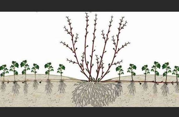 Gooseberry root system: structure