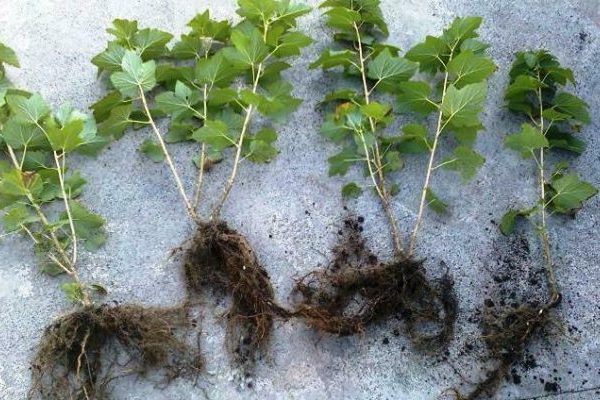 currant roots