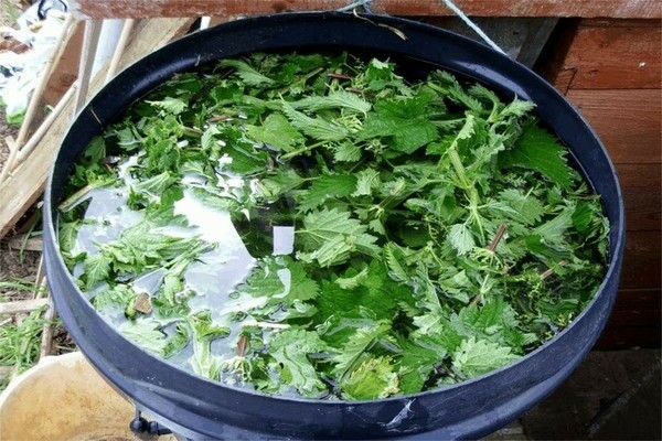 nettle for tomatoes