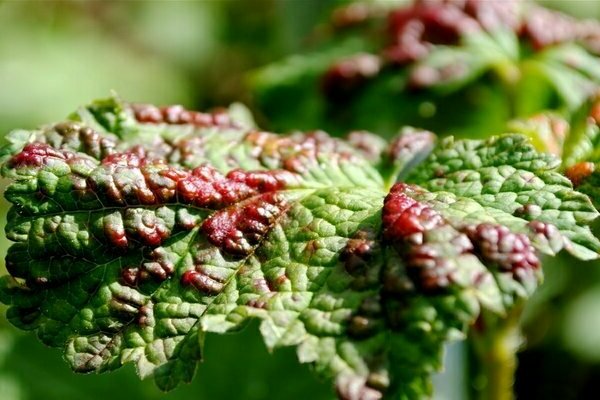 red spots on currant leaves