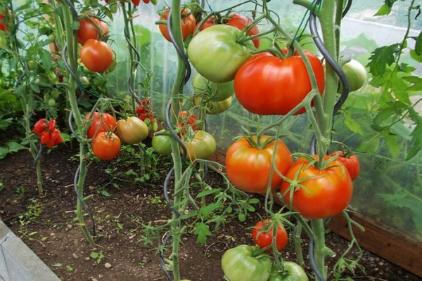 tomato giant